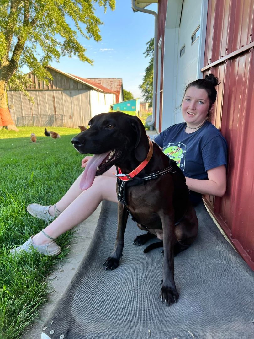 Seagan, an adoptable Treeing Walker Coonhound, Labrador Retriever in Beecher, IL, 60401 | Photo Image 2