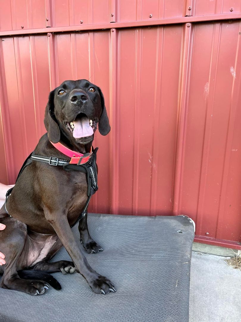 Seagan, an adoptable Treeing Walker Coonhound, Labrador Retriever in Beecher, IL, 60401 | Photo Image 3