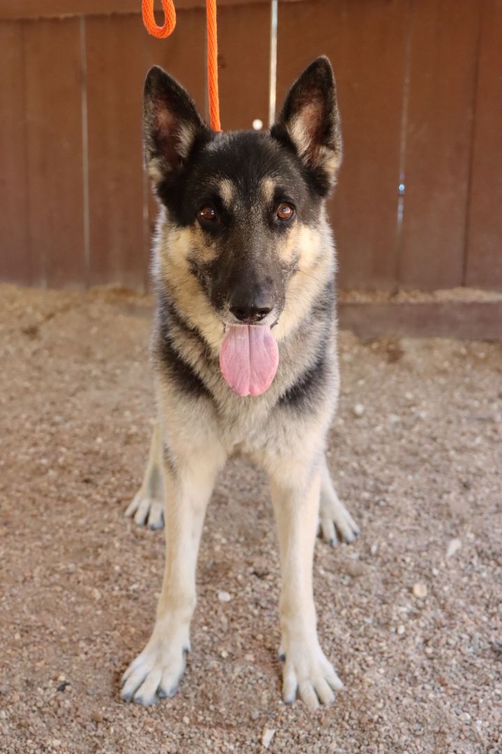 Dog for adoption - Gannon, a German Shepherd Dog in House Springs, MO