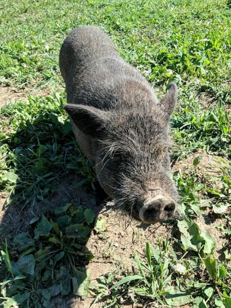 Luigi, Adult Male Pot Bellied