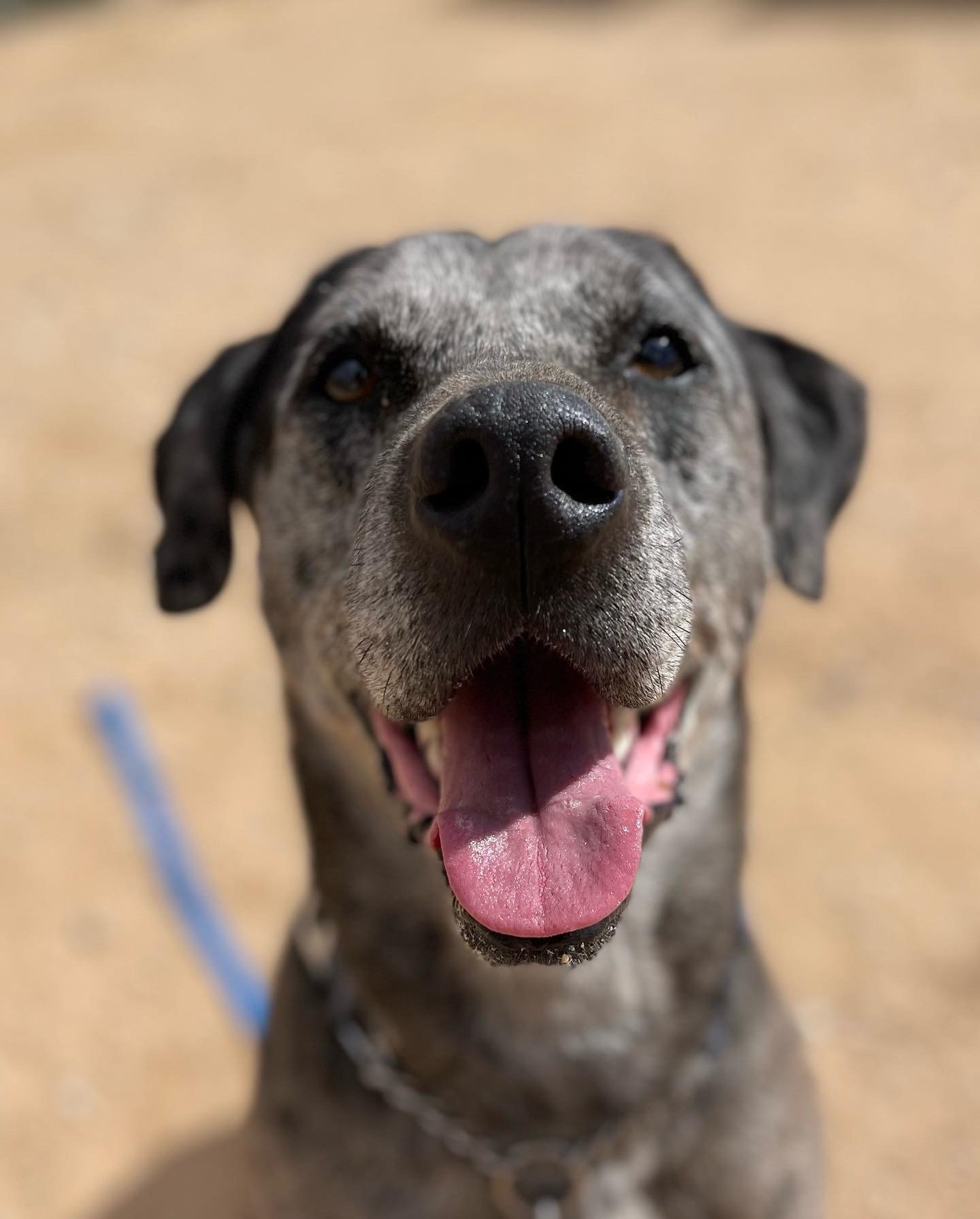 Sinbad -, an adoptable Catahoula Leopard Dog in Apple Valley, CA, 92307 | Photo Image 1