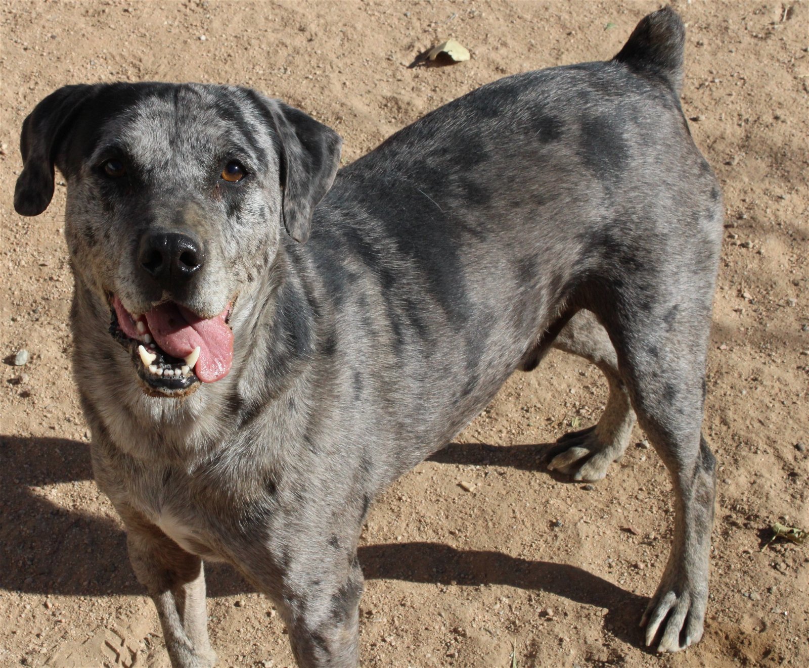 Sinbad -, an adoptable Catahoula Leopard Dog in Apple Valley, CA, 92307 | Photo Image 2
