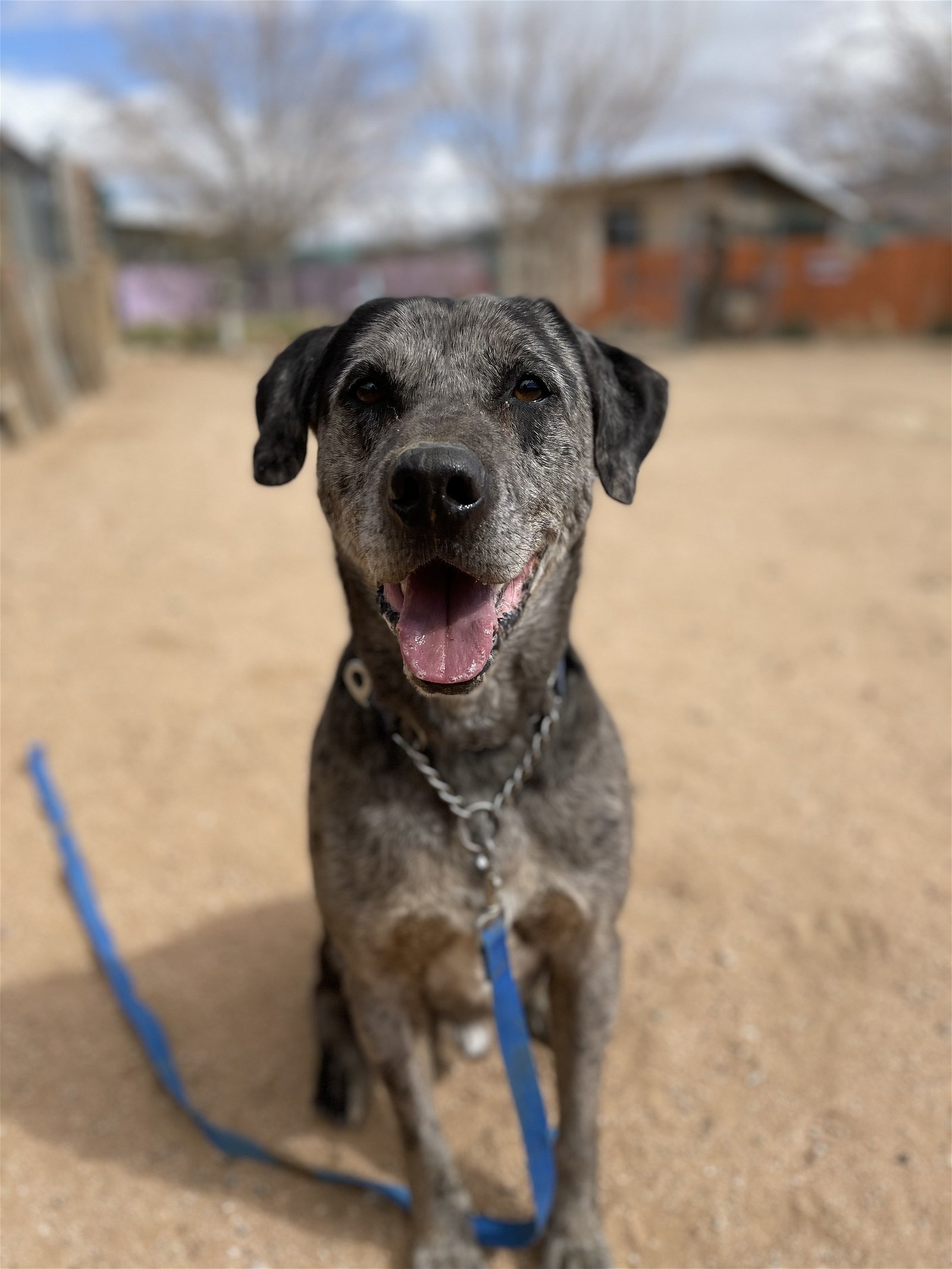 Sinbad -, an adoptable Catahoula Leopard Dog in Apple Valley, CA, 92307 | Photo Image 3
