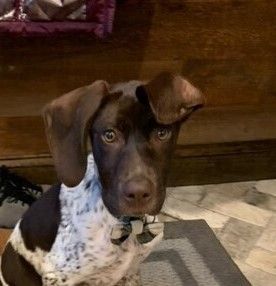We have adoptable GSPs!, an adoptable German Shorthaired Pointer in Pittsburgh, PA, 15203 | Photo Image 1