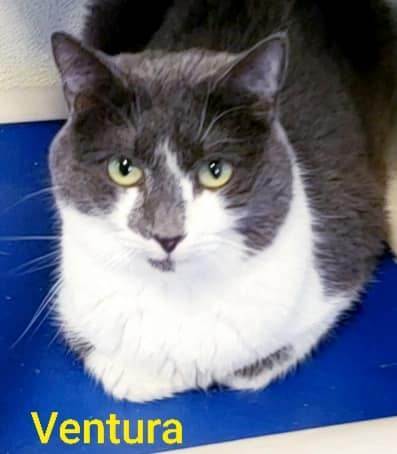 Ventura, an adoptable Domestic Short Hair in Macon, GA_image-1