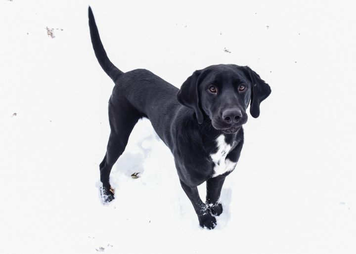 Trevor, an adopted Retriever & Hound Mix in Minneapolis, MN_image-4