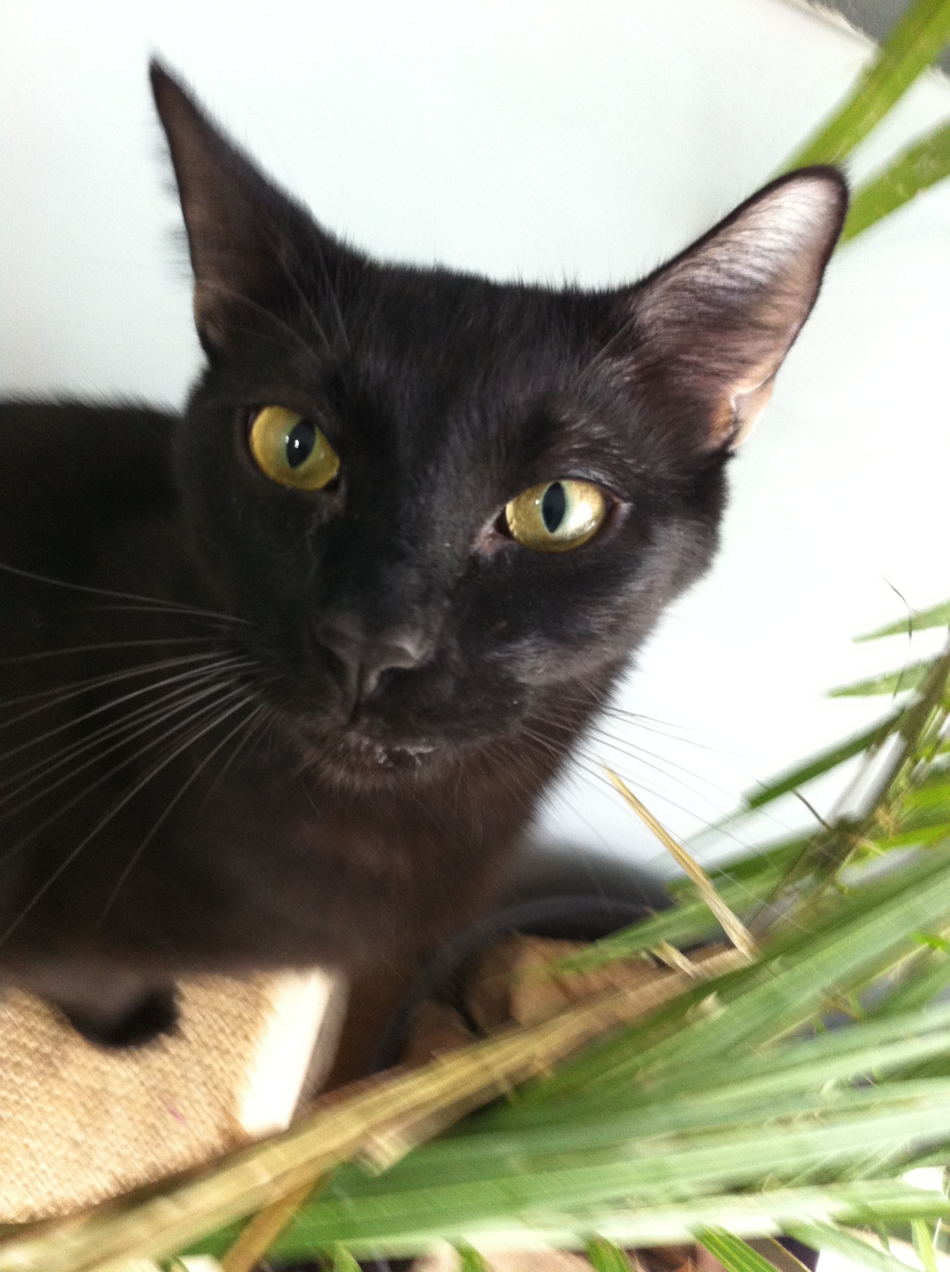 ABE , the Lincoln, an adoptable Domestic Short Hair in Watkinsville, GA, 30677 | Photo Image 1