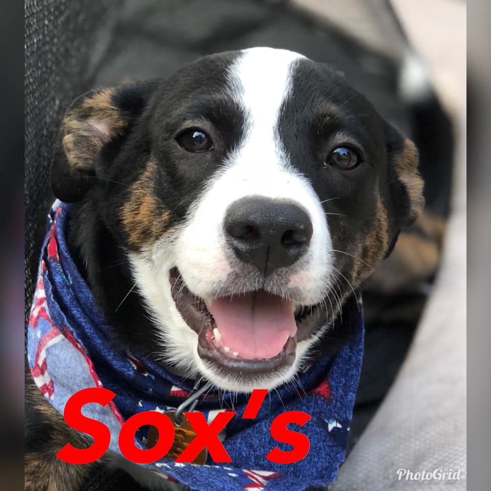 Sox Puppy detail page
