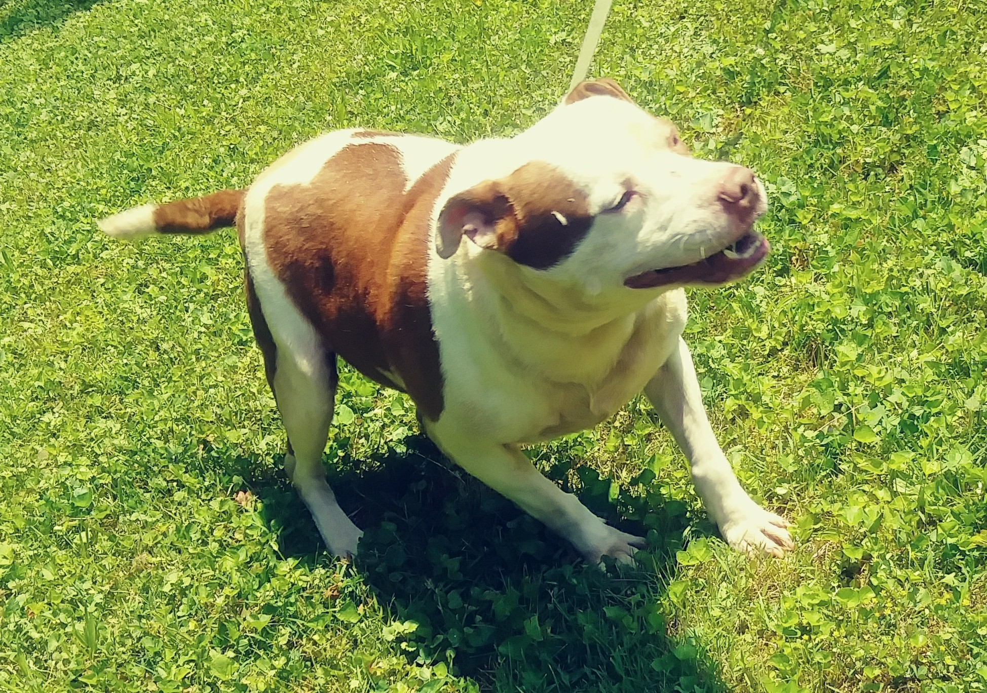 Riley, an adoptable American Staffordshire Terrier in Long Bottom, OH, 45743 | Photo Image 1