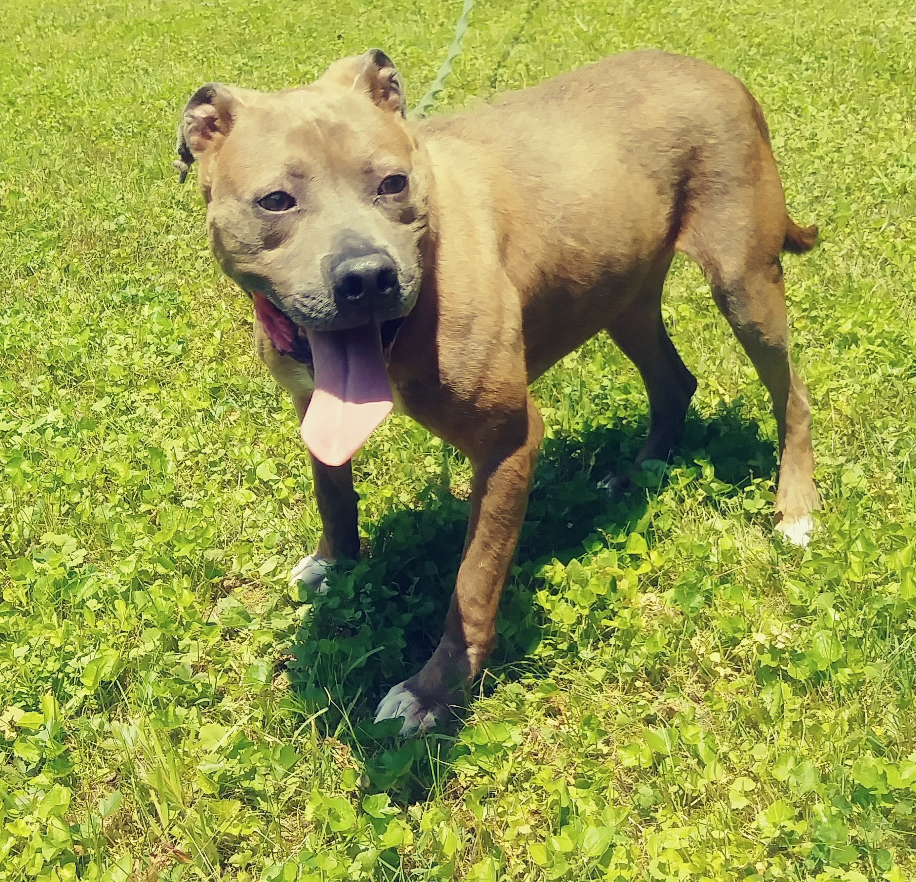 Kobe, an adoptable American Staffordshire Terrier in Long Bottom, OH, 45743 | Photo Image 1