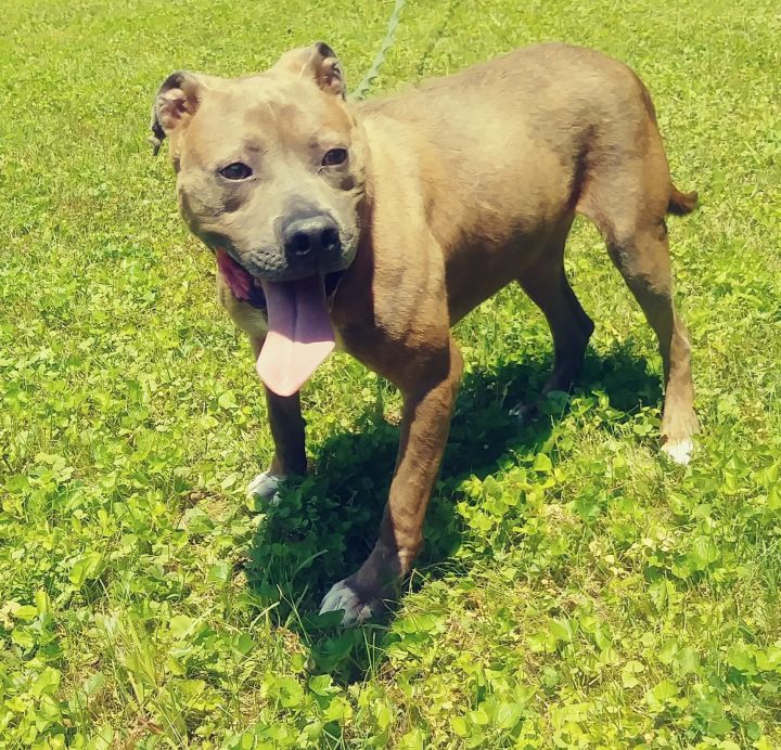 Kobe, an adoptable American Staffordshire Terrier in Long Bottom, OH_image-1