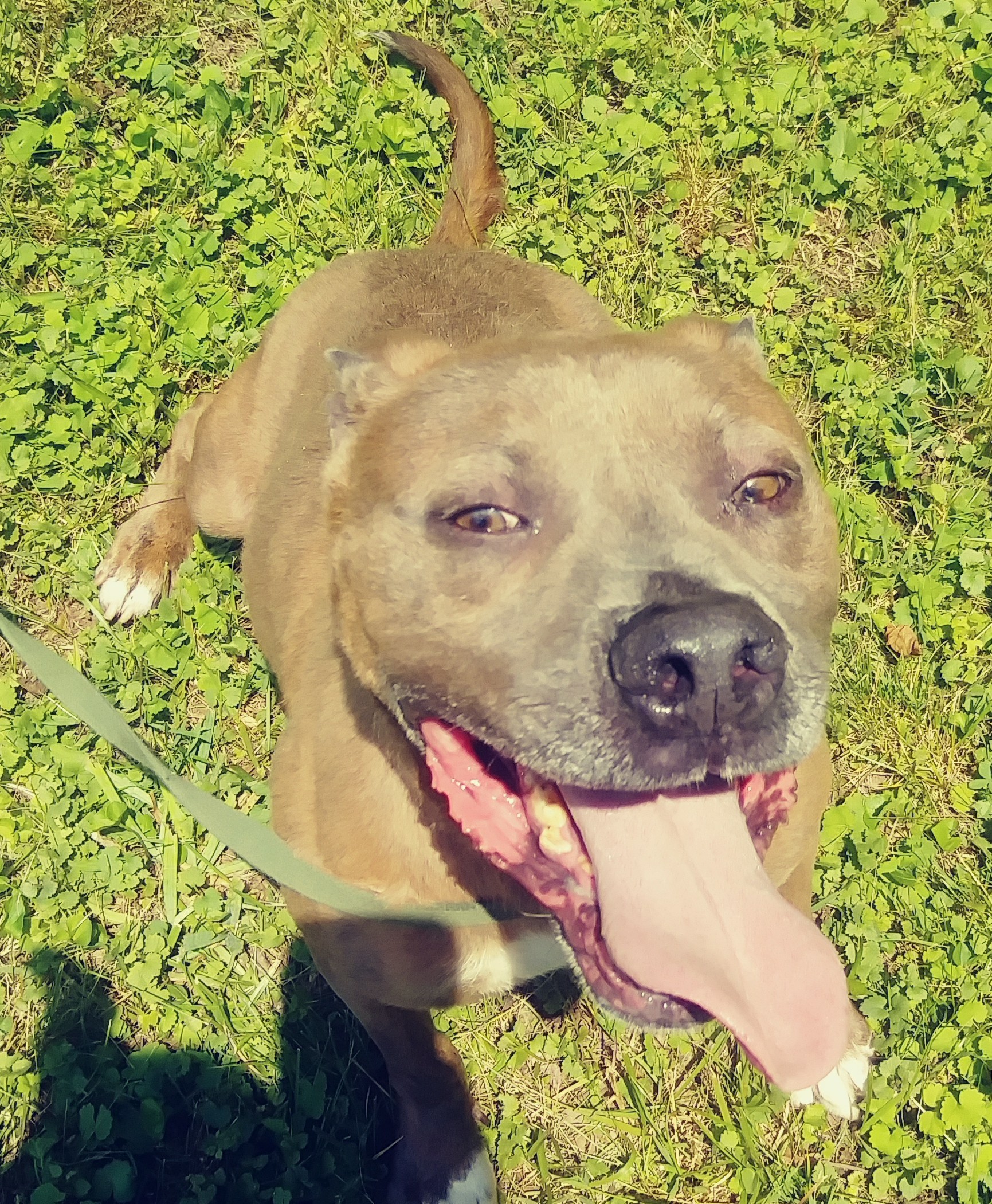 Kobe, an adoptable American Staffordshire Terrier in Long Bottom, OH, 45743 | Photo Image 3