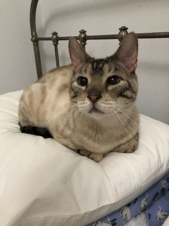 Cat for adoption - Ghost - Bengal, a Bengal & Siamese Mix ...