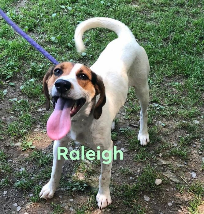 Raleigh! Hound Puppy!