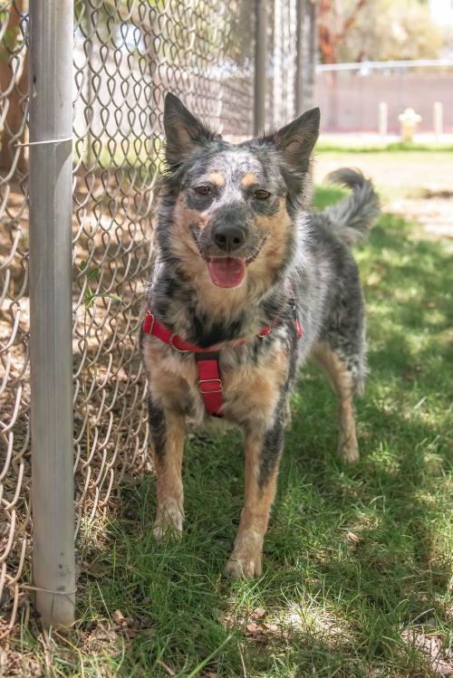 Best Aussie Heeler Mix