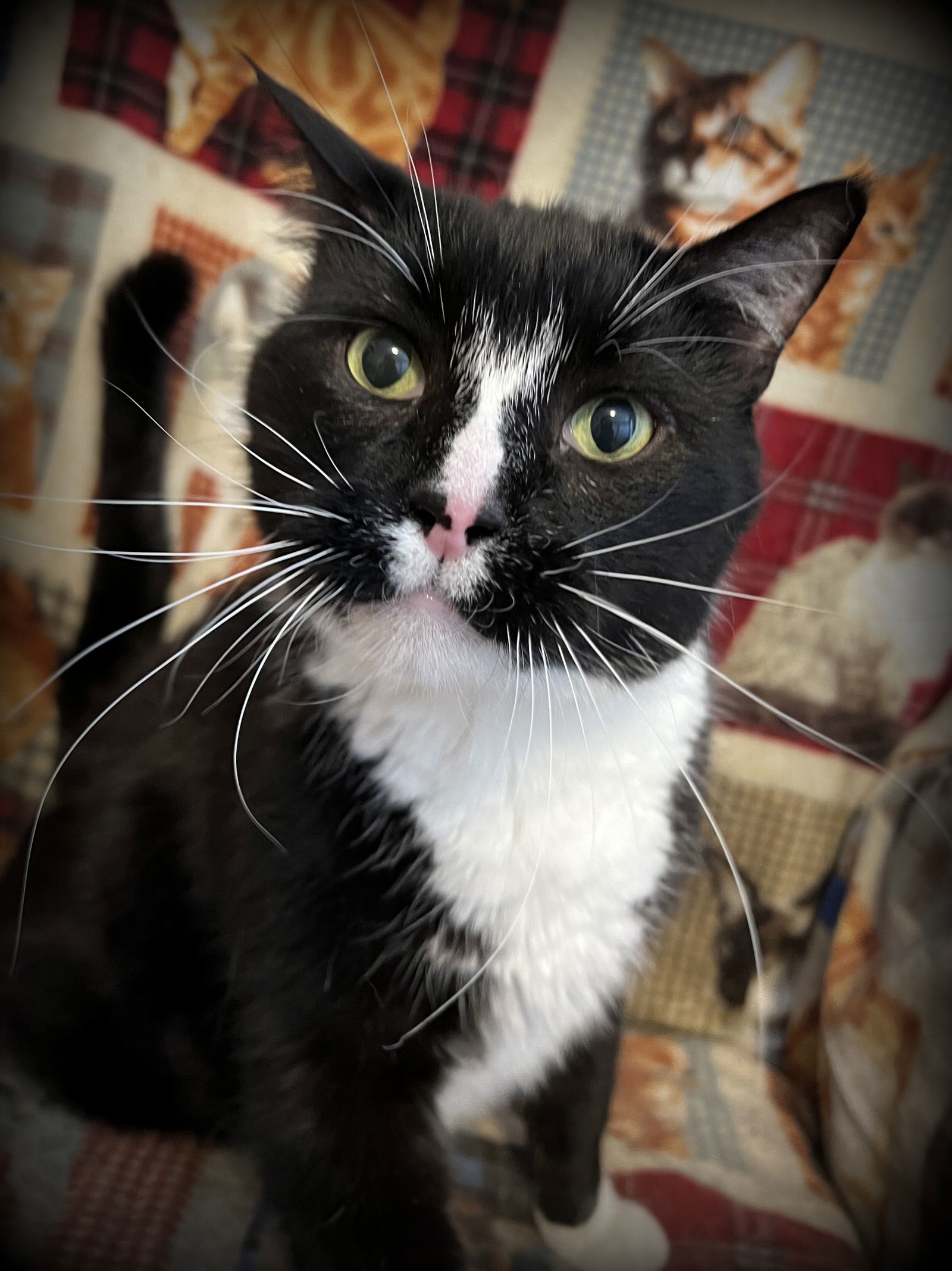 Bennie, an adoptable Domestic Short Hair in Eureka, MO, 63025 | Photo Image 3