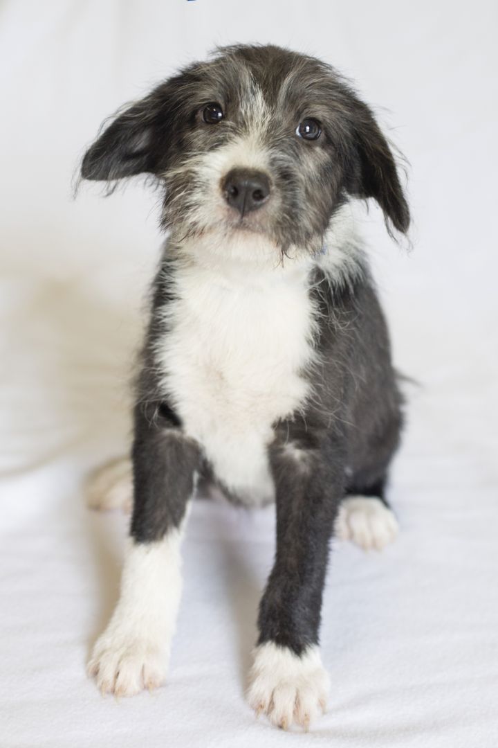 Lacie, an adopted Terrier Mix in Bedford, IN_image-1