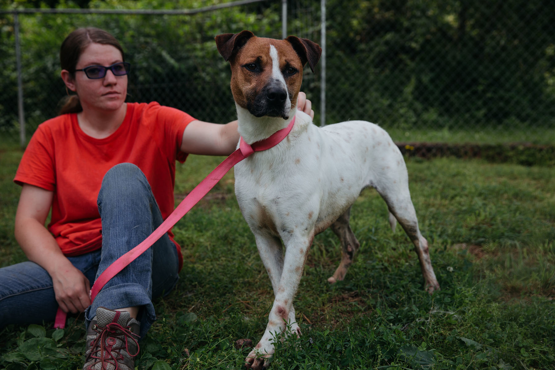 Dwayne, an adoptable American Staffordshire Terrier in Harrison, AR, 72601 | Photo Image 2