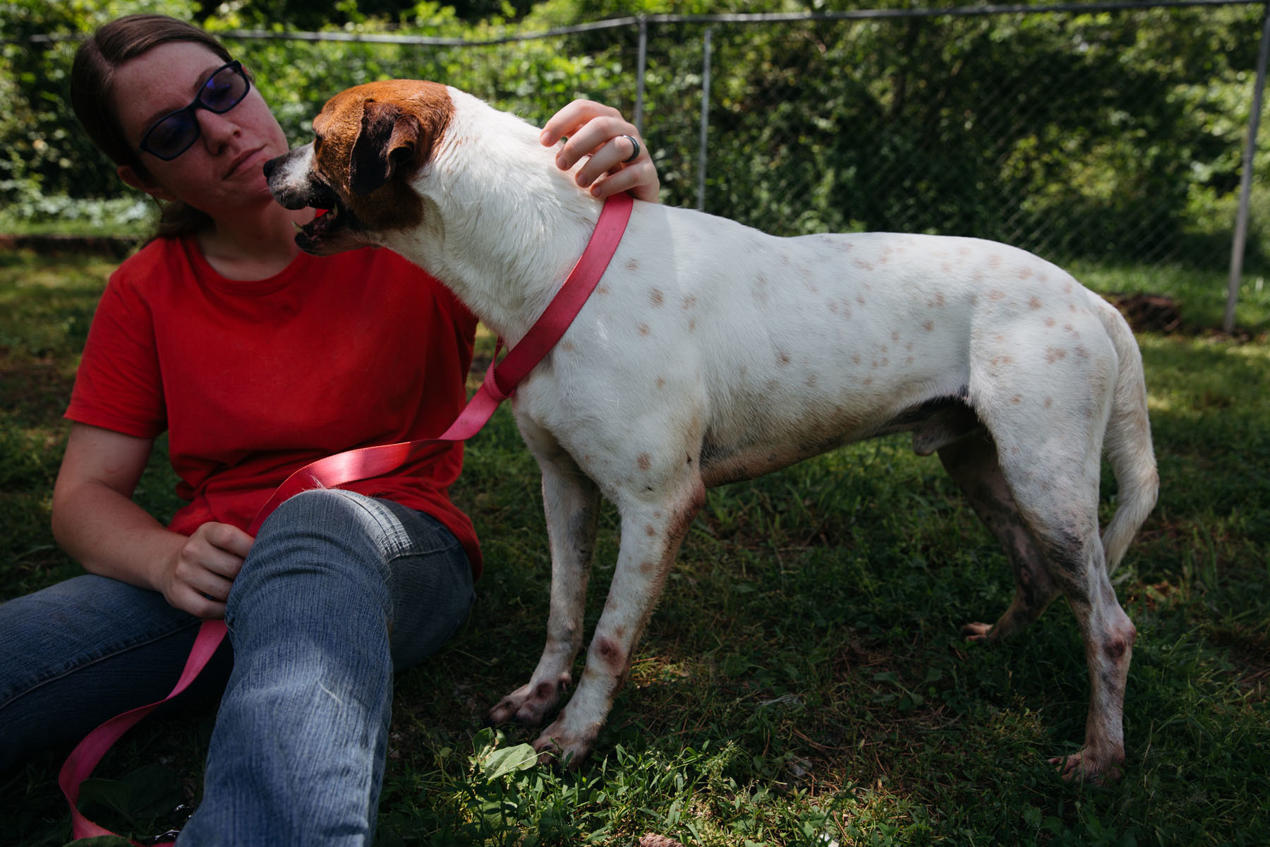 Dwayne, an adoptable American Staffordshire Terrier in Harrison, AR, 72601 | Photo Image 3