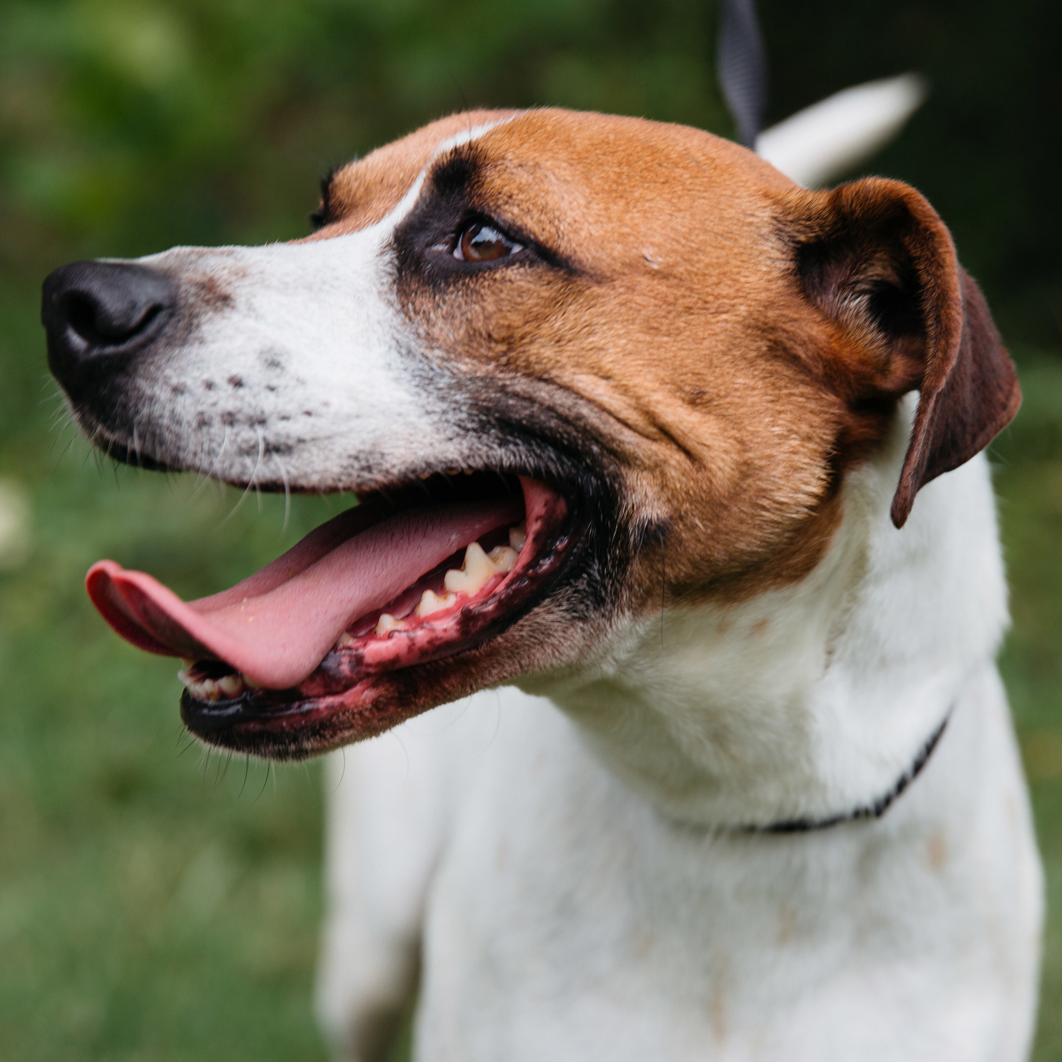 Dwayne, an adoptable American Staffordshire Terrier in Harrison, AR, 72601 | Photo Image 1