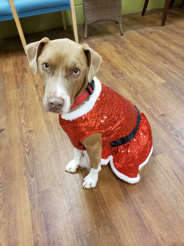 Dora, an adoptable Weimaraner Mix in Lake Odessa, MI