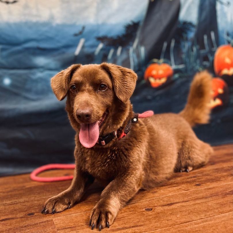 Labrador retriever hot sale dachshund mix