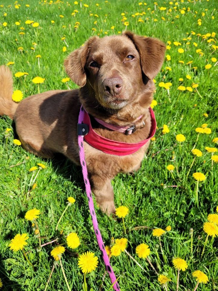 Weiner dog mixed with 2024 lab