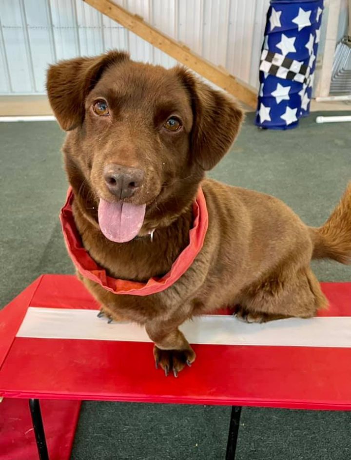 Chocolate lab hot sale dachshund mix