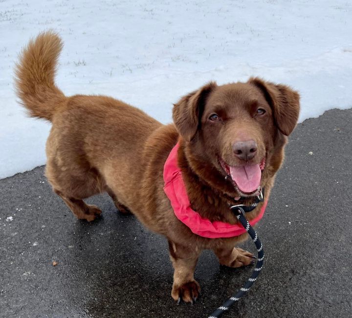 Weiner dog clearance mixed with lab