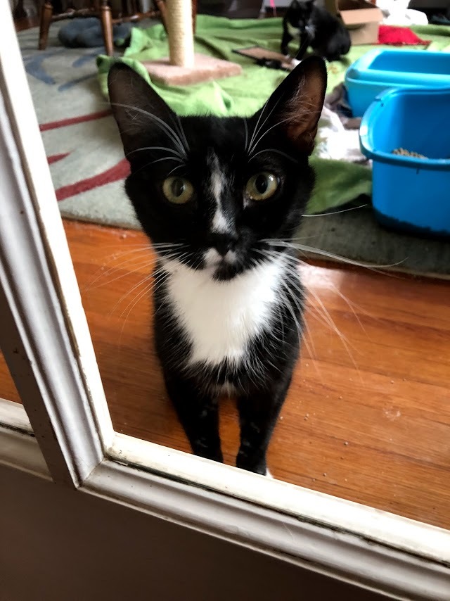 Lily 1