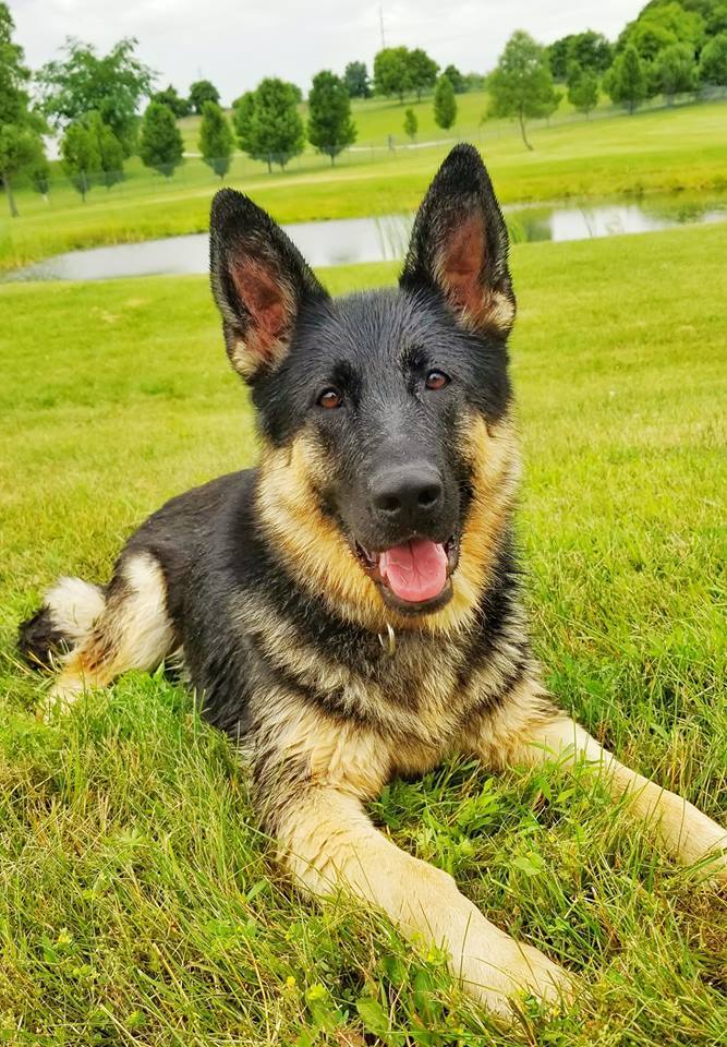 Lola, an adoptable German Shepherd Dog in Lake Odessa, MI_image-1