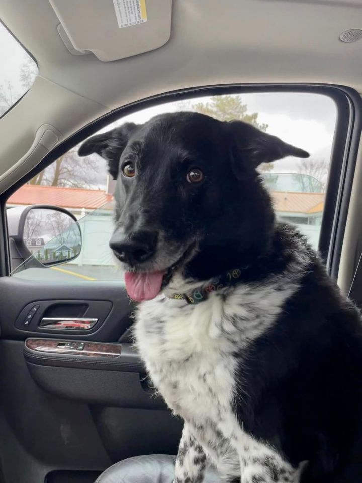 Sam-I-Am, an adoptable Border Collie Mix in Lake Odessa, MI_image-6