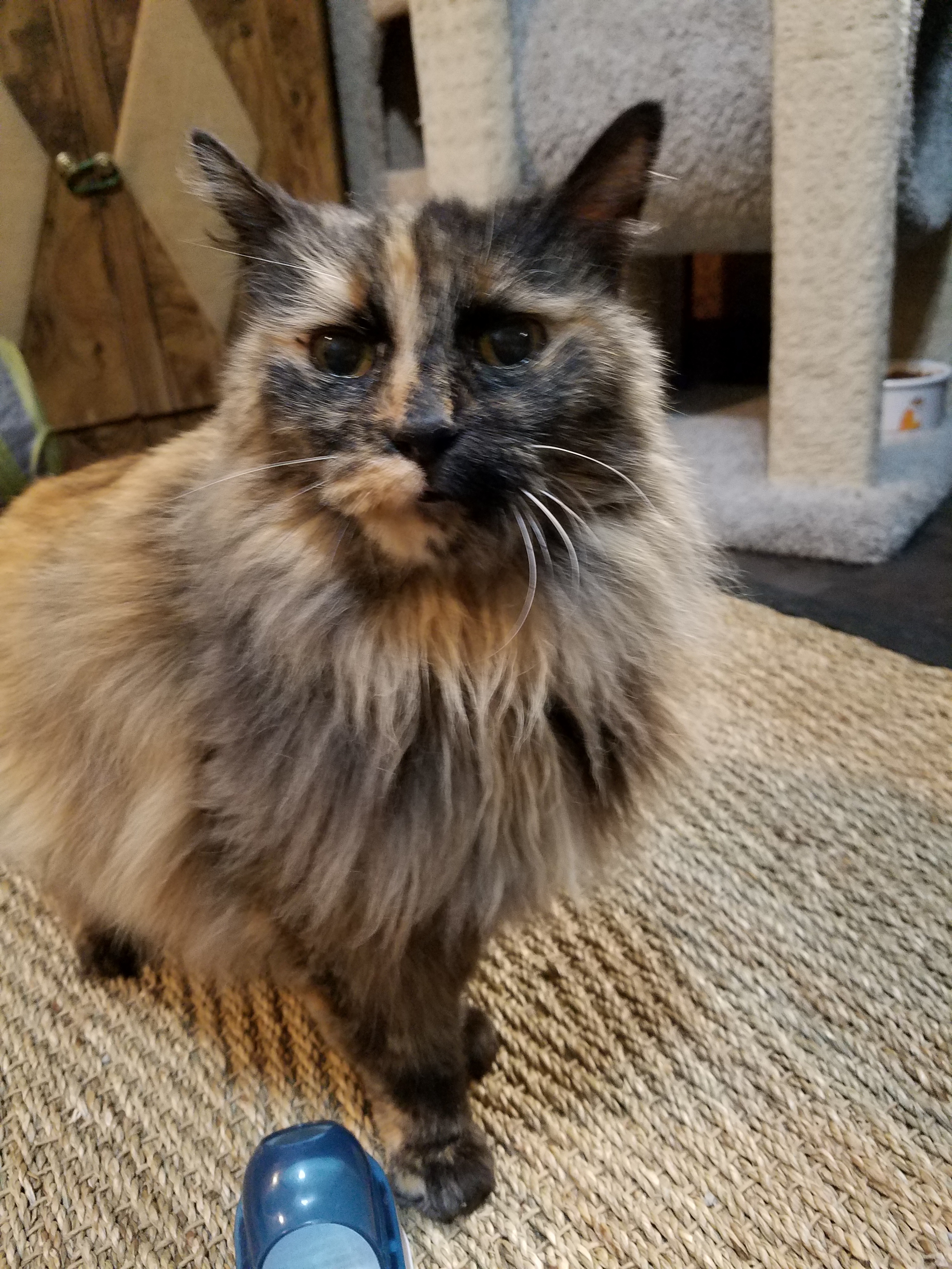 Cat For Adoption Francesca Frannie A Tortoiseshell