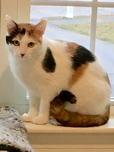 Cat for adoption - Joy 1, a Domestic Short Hair in Plainville, MA ...