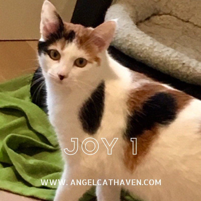 Joy 1, an adoptable Domestic Short Hair in Plainville, MA, 02762 | Photo Image 4