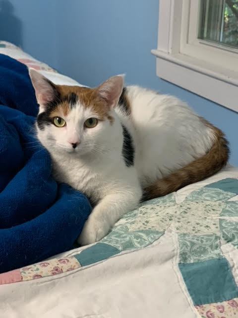 Joy 1, an adoptable Domestic Short Hair in Plainville, MA, 02762 | Photo Image 1