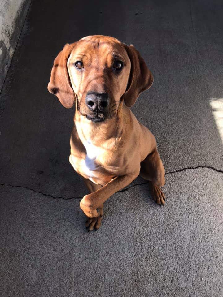 Vizsla Redbone Coonhound Lab Mix Petfinder