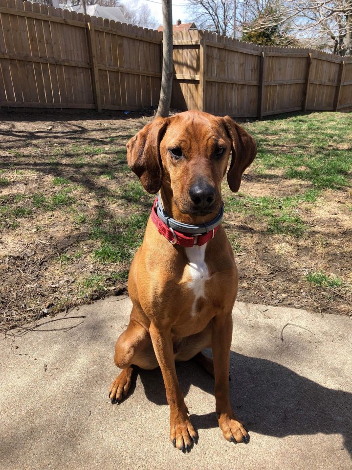 Vizsla Redbone Coonhound Lab Mix Petfinder