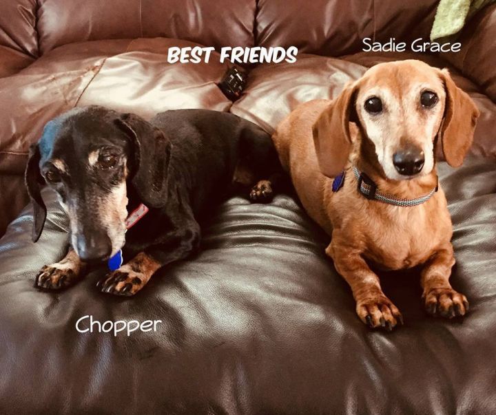 Sadie Grace and Chopper (Permanent Fosters) 2