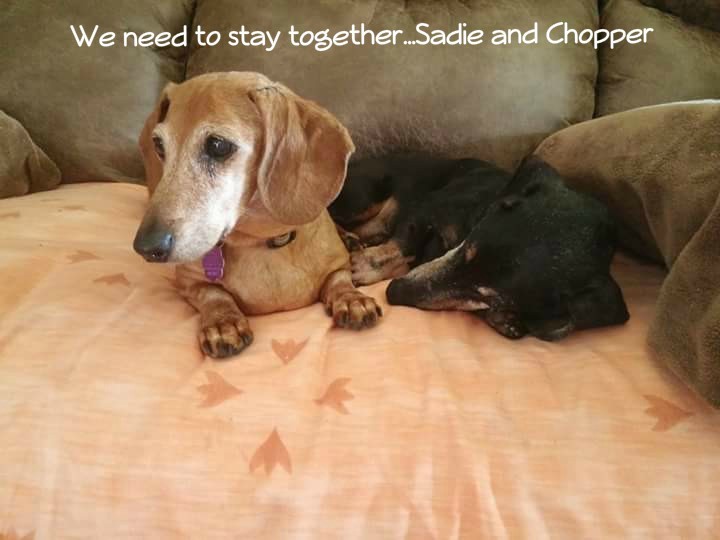 Sadie Grace and Chopper (Permanent Fosters) 3