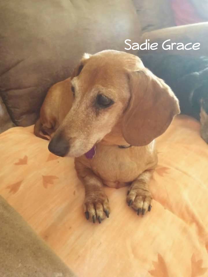 Sadie Grace and Chopper (Permanent Fosters) 4