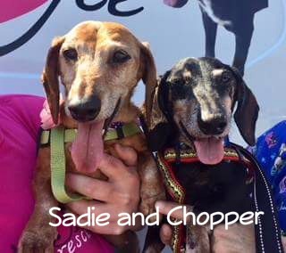 Sadie Grace And Chopper Permanent Fosters detail page