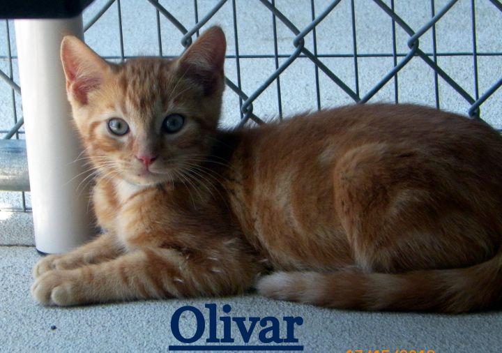 Olivar 1