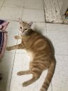 Orange Julius