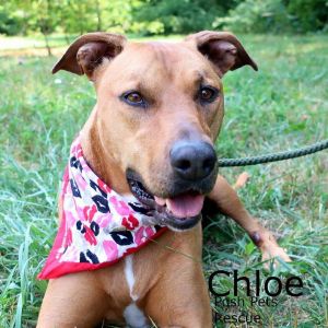 Chloe