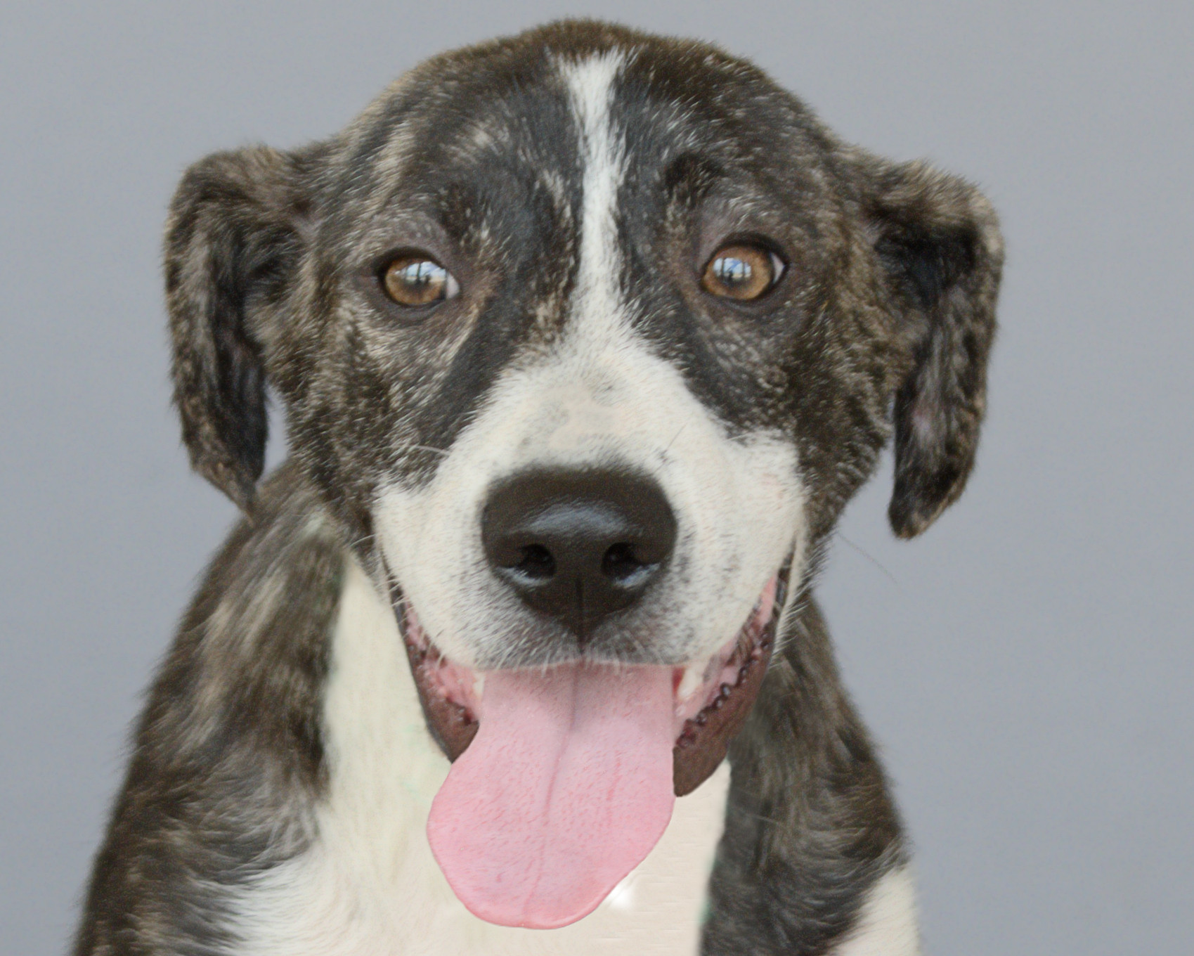 Mia, an adoptable Shepherd in Longview, TX, 75606 | Photo Image 2
