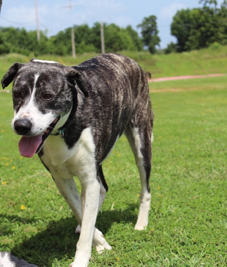 Mia, an adoptable Shepherd in Longview, TX, 75606 | Photo Image 4