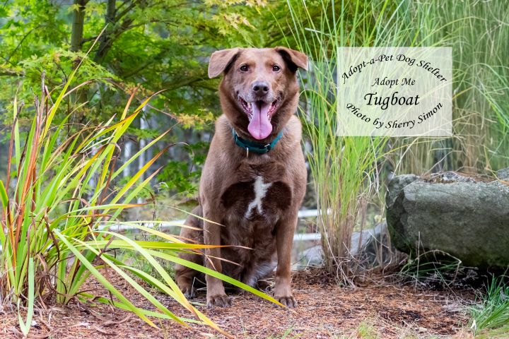 TUGBOAT , an adoptable German Shepherd Dog & Chocolate Labrador Retriever Mix in Shelton, WA_image-5