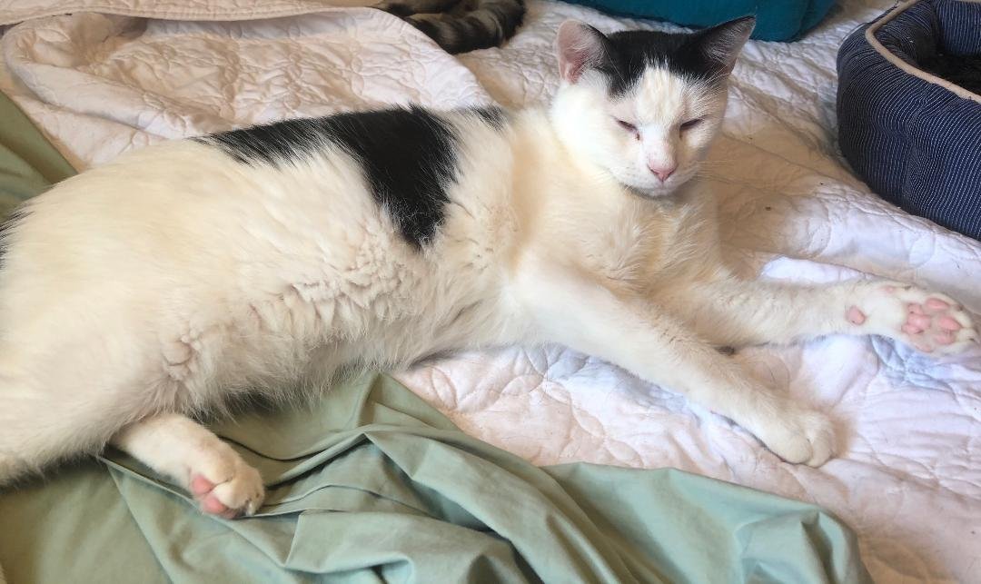 Porgy, an adoptable Domestic Short Hair in Plano, TX, 75026 | Photo Image 1