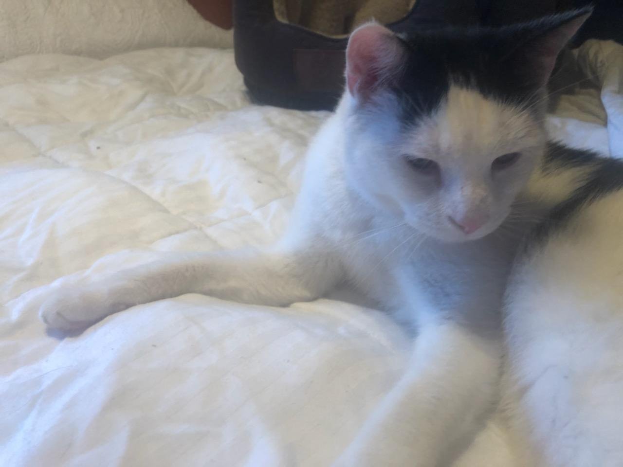 Porgy, an adoptable Domestic Short Hair in Plano, TX, 75026 | Photo Image 2